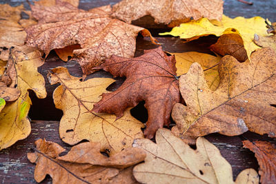 Fallen dry leaves on wooden plank background.