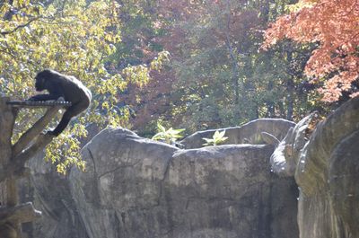 Monkey perching on tree