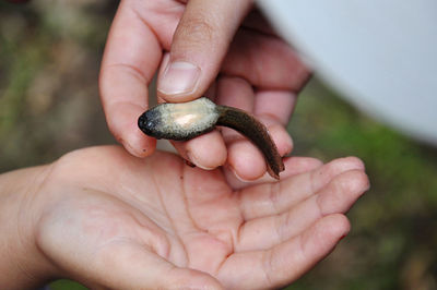 Close-up of tadpole in hands