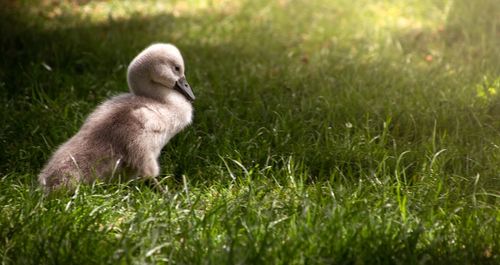 Close-up of duck on field
