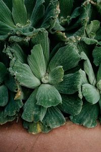 Close-up of green leaves