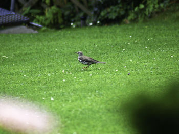 Bird perching on a field