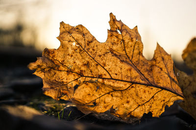 Close-up of dry autumn leaves