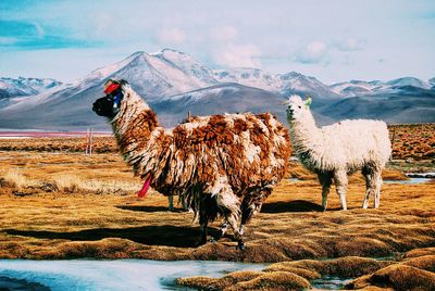 Alpacas grazing on field in the andes