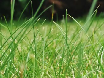 Close-up of fresh green grass in field