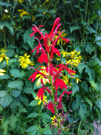 Close-up of red flowering plant