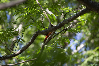 Low angle view of a tree