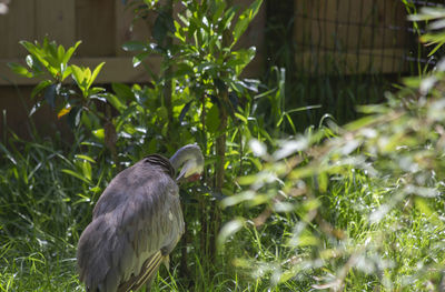 Close up of a sandhill crane antigone canadensis grooming