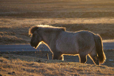 Side view of dog walking on field