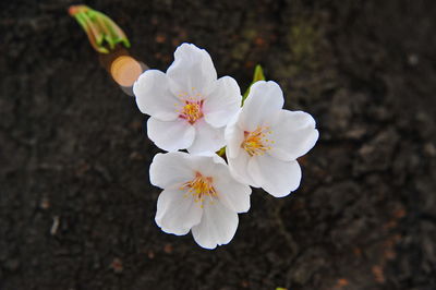 Close-up of fresh white flower