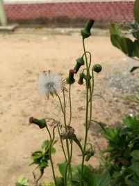 Close-up of poppy blooming outdoors