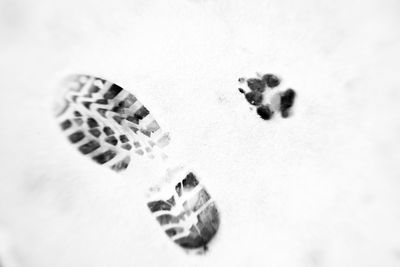 High angle view of a bird on snow