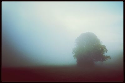 Trees in foggy weather