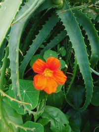 Close-up of flowering plant