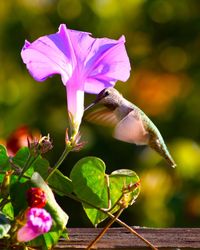 Close-up of pink flower blooming outdoors