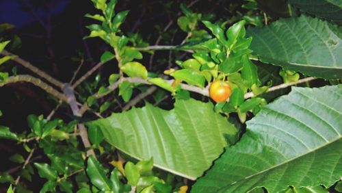 Close-up of fresh green plant