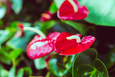 Close-up of red flowers blooming outdoors