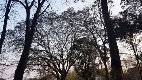 Low angle view of trees in forest against sky