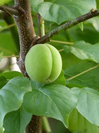 Close-up of fruit growing on tree