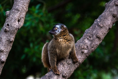 Squirrel on tree trunk