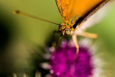 Close-up of butterfly pollinating on purple flower