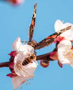 Low angle view of cherry blossom against sky