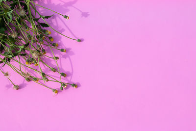 Close-up of pink flower against white background