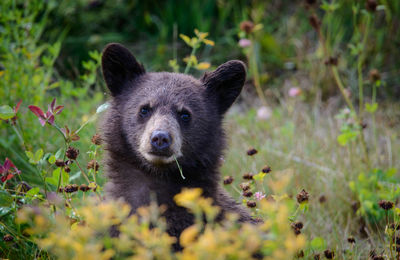 Portrait of bear on field