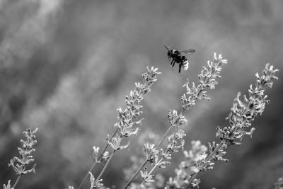 Close-up of bee pollinating flower