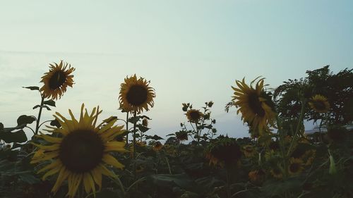 Close-up of fresh yellow flowers blooming against sky