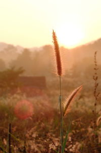 Close-up of plants on field against sky