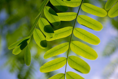 Low angle view of leaves