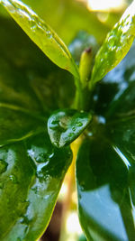 Close-up of frog on leaf