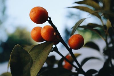 Little oranges