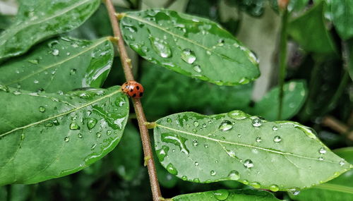 Close-up of raindrops on wet leaf