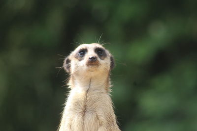 Close-up of an meerkat