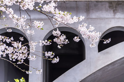 Close-up of cherry blossom