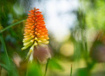 Close-up of yellow flowering plant