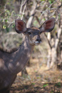 Portrait of deer