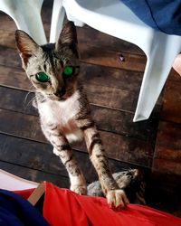 High angle portrait of cat on table at home