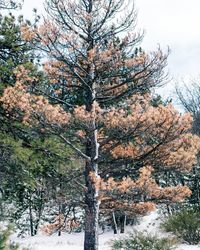 Low angle view of pine tree in forest during winter