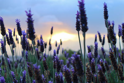 Lavender paints a landscape of purple flowers with amazing fragrant