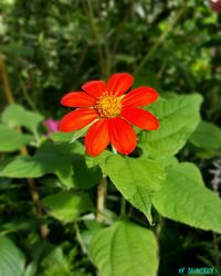 Close-up of red flower