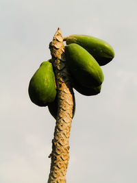 Close-up of bananas on plant against sky