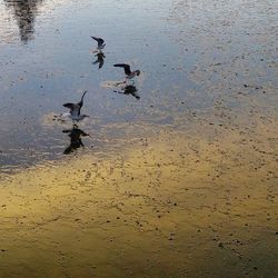 Wet ducks in water at sunset