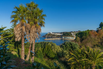 Palm trees by sea against clear blue sky