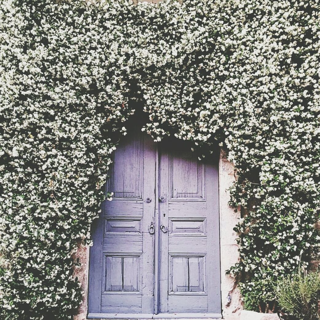 built structure, architecture, building exterior, door, closed, house, window, entrance, plant, residential structure, protection, wood - material, safety, growth, day, wall - building feature, wall, outdoors, ivy, no people