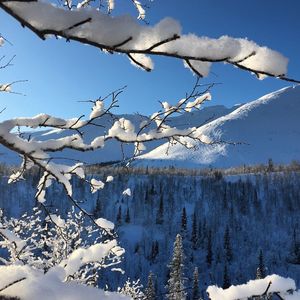 Snow on tree against sky during winter