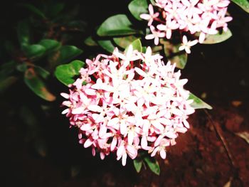 Close-up of pink flowers