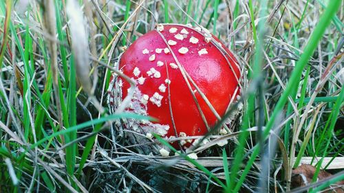 Red mushroom growing on grassy field